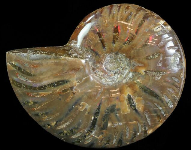 Flashy Red Iridescent Ammonite - Wide #66636